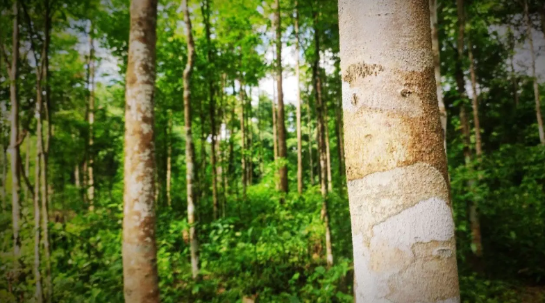 Sustainable agarwood plantation in India