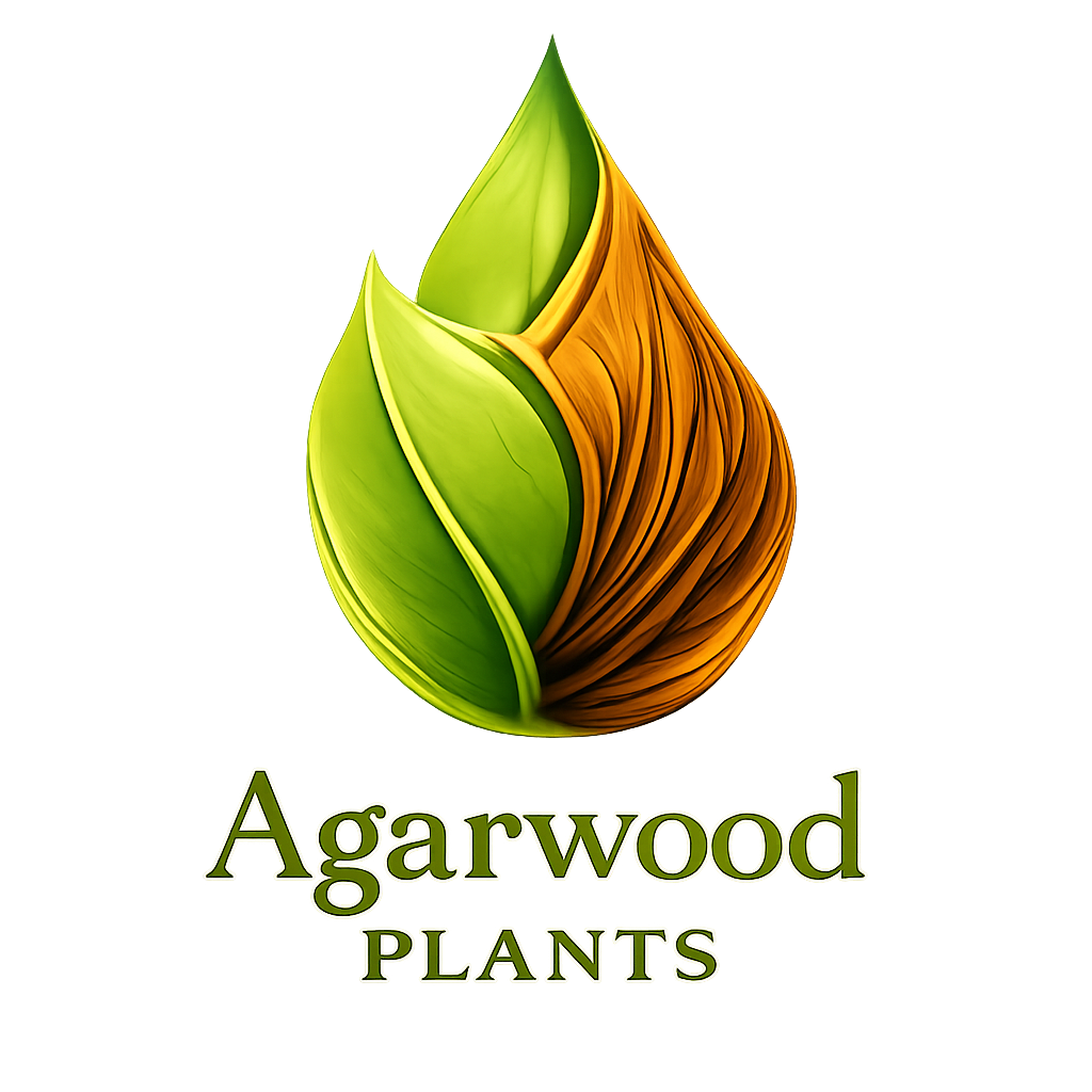 Premium Agarwood Oud Plants Organic Cultivation in India